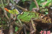沧州云南南滚河保护区首次发现红唇棘蜥