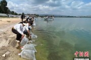 沧州云南江川举行增殖放流活动 逾54万尾鱼游入星云湖